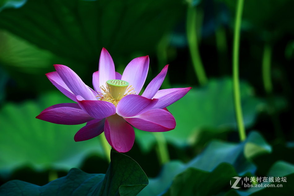 【德头日头】一样的荷花不一样的色彩