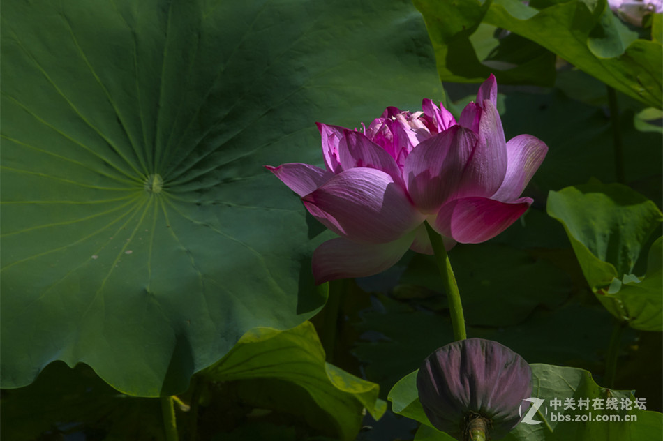 【德头日头】一样的荷花不一样的色彩