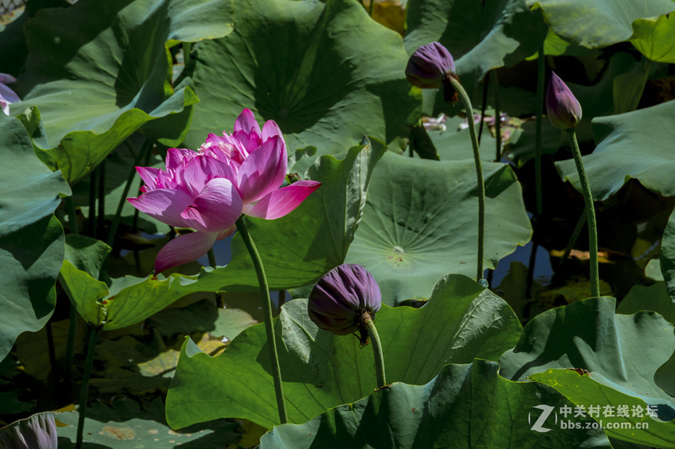 【德头日头】一样的荷花不一样的色彩