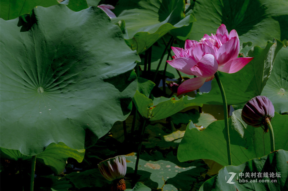 【德头日头】一样的荷花不一样的色彩