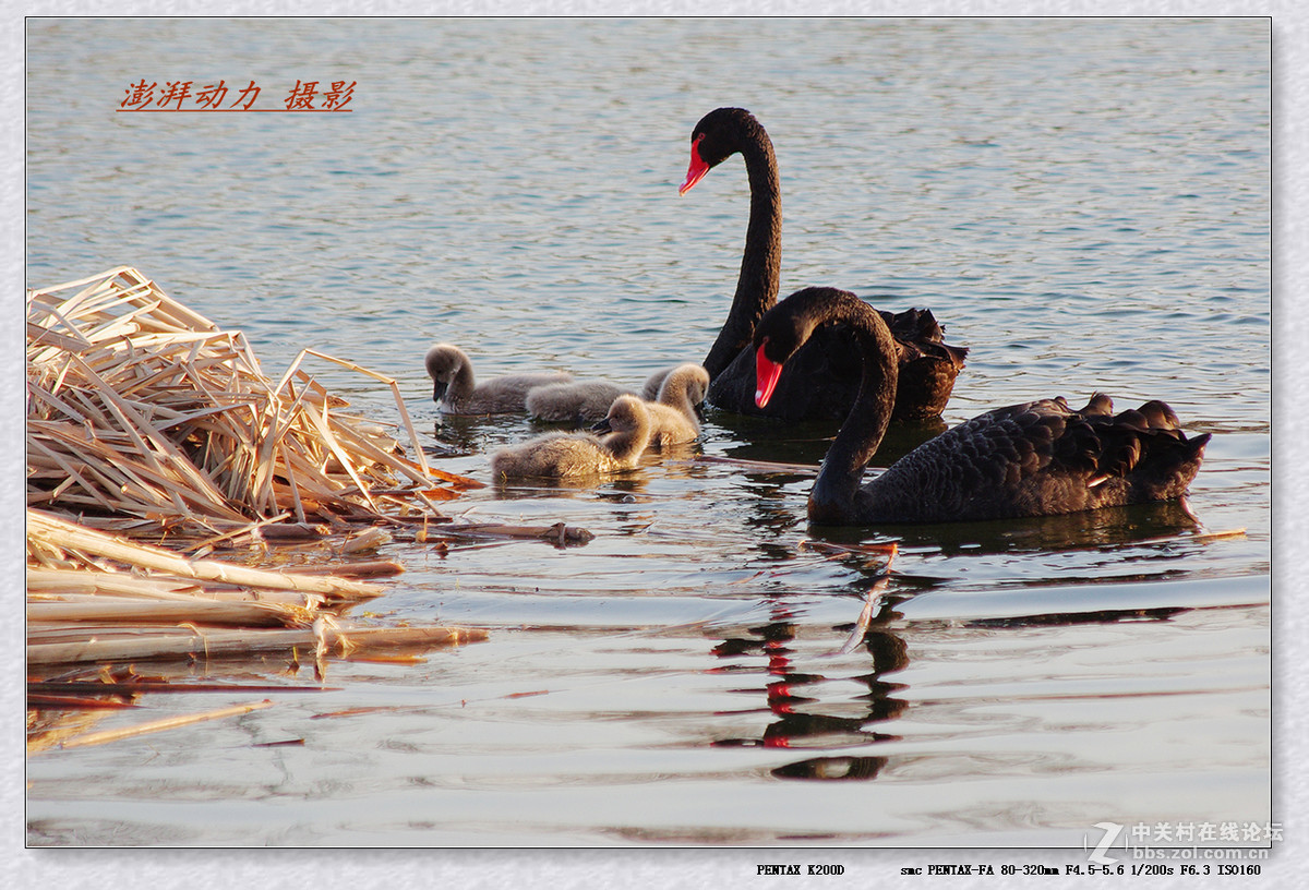 温暖和谐黑天鹅一家