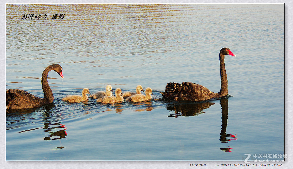 温暖和谐黑天鹅一家