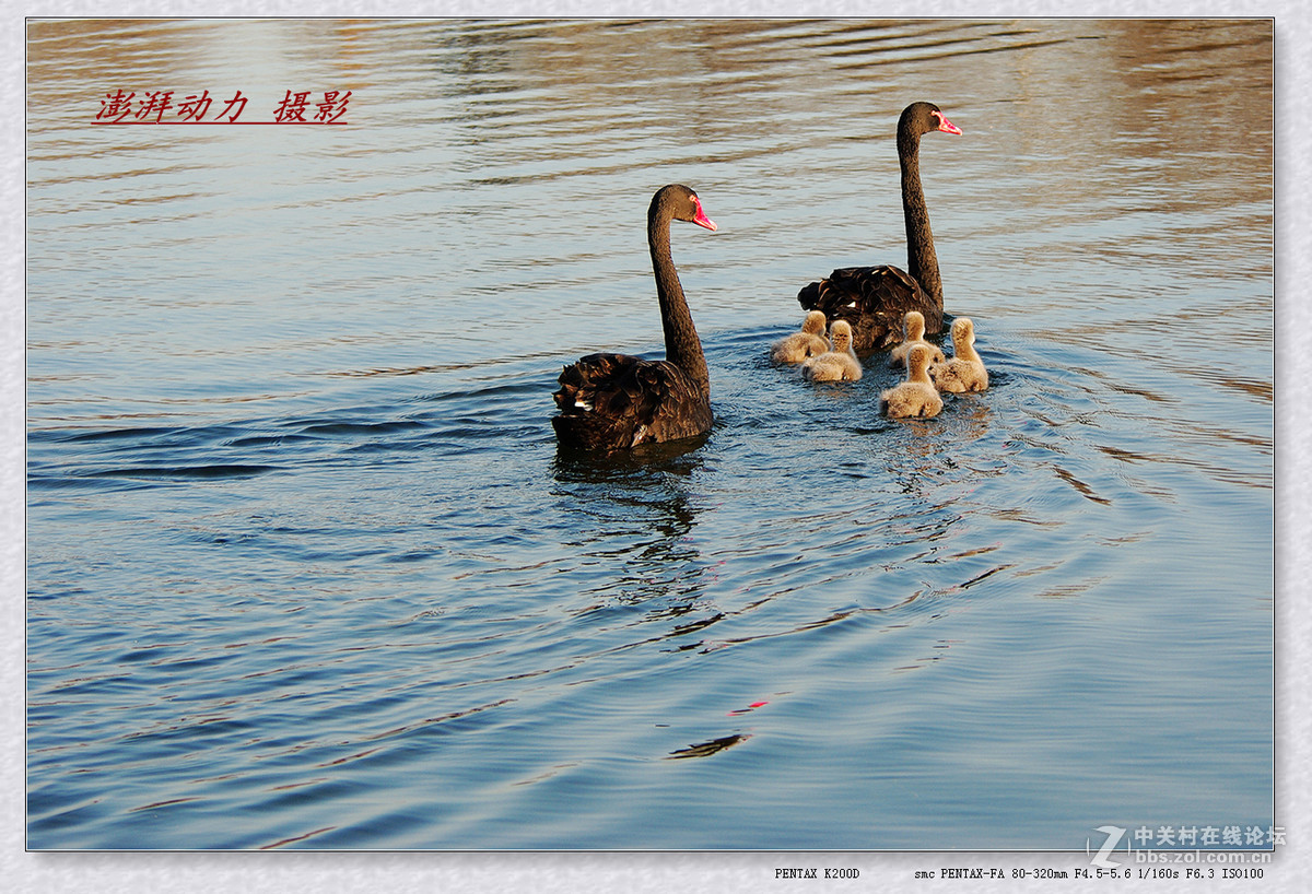 温暖和谐黑天鹅一家