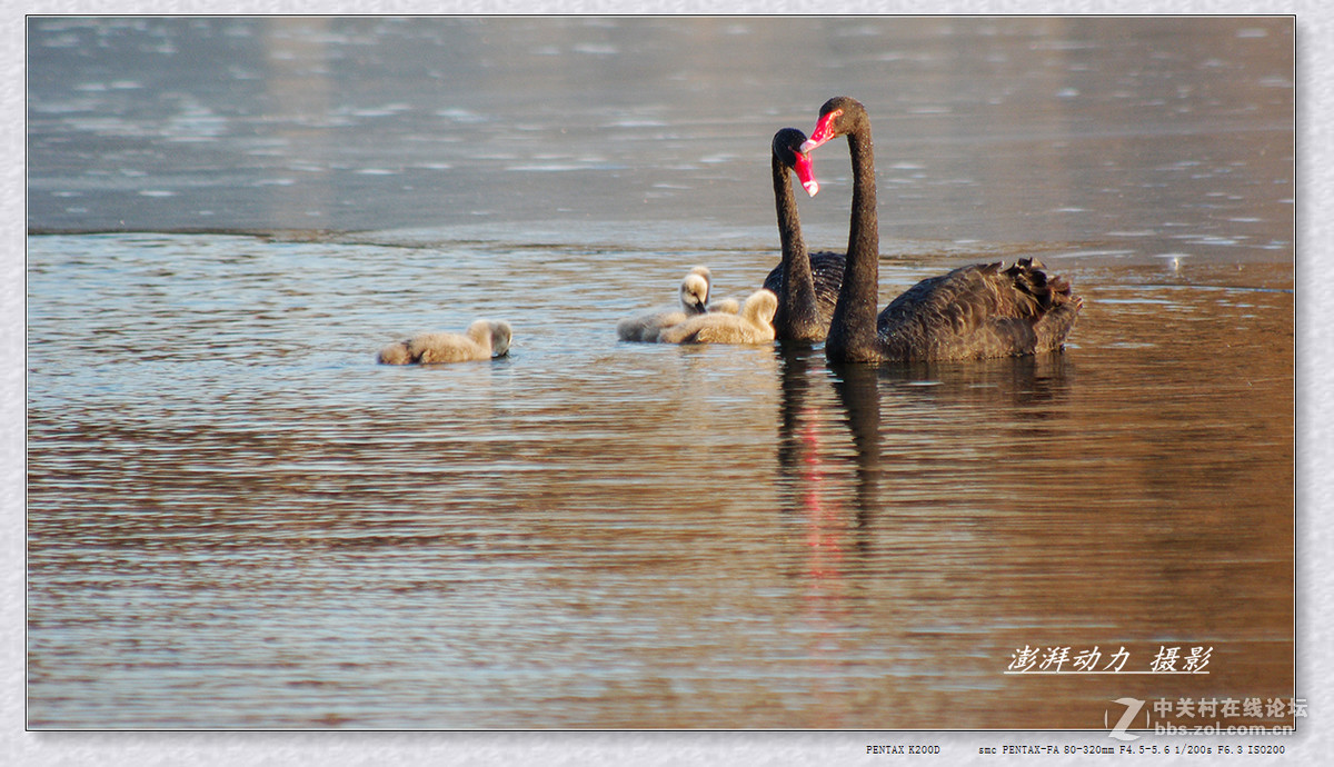 温暖和谐黑天鹅一家