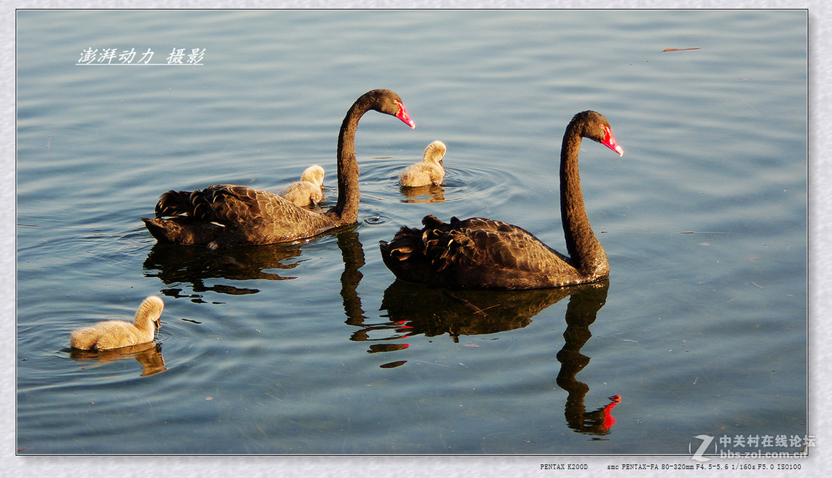 温暖和谐黑天鹅一家