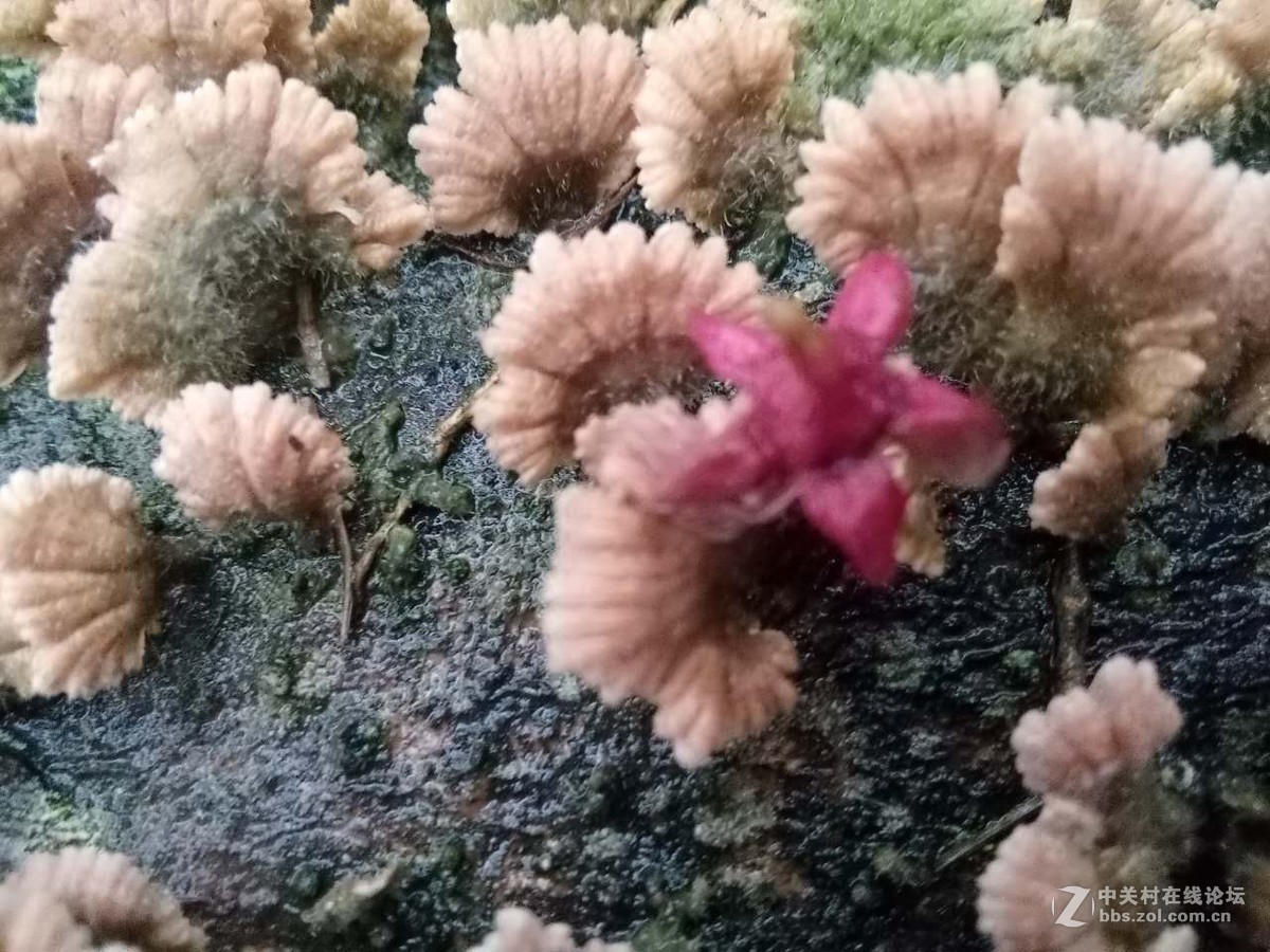 你一生都没有见过的