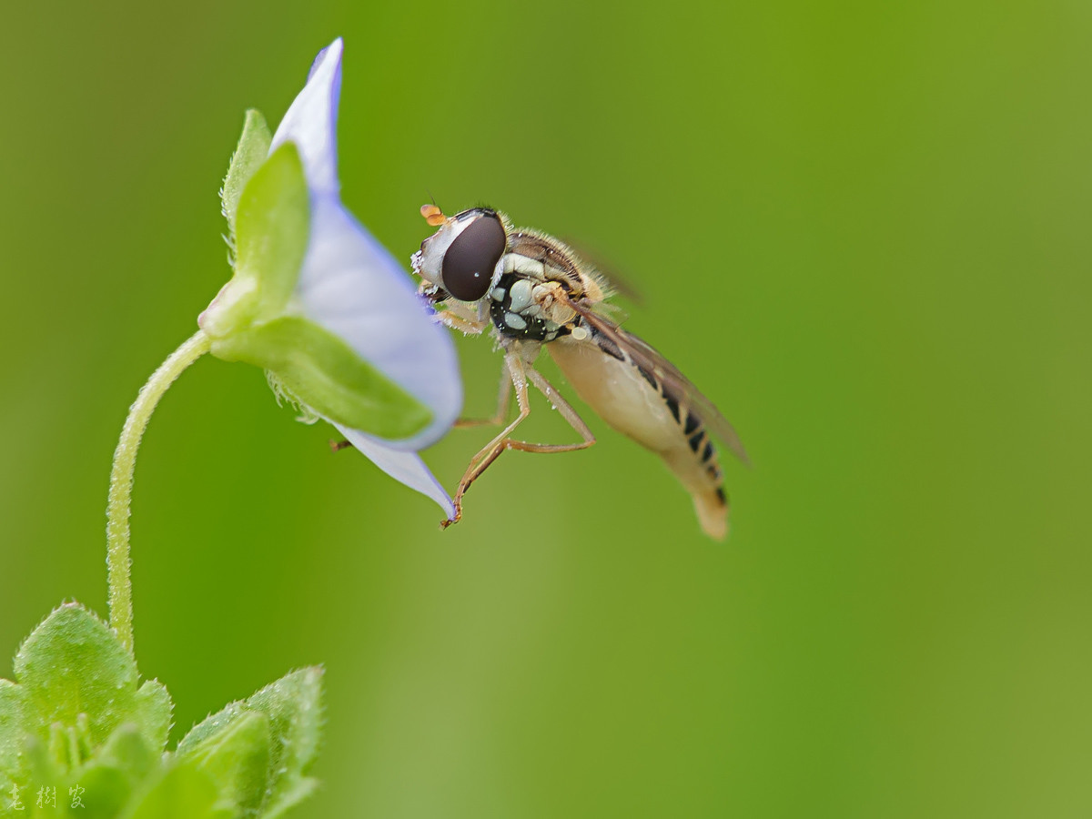采花粉的食蚜蝇