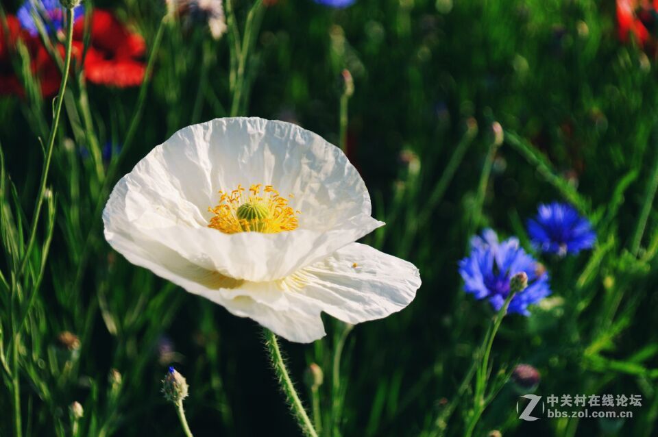 周末去西咸新区秦汉新城周陵镇新庄看花海