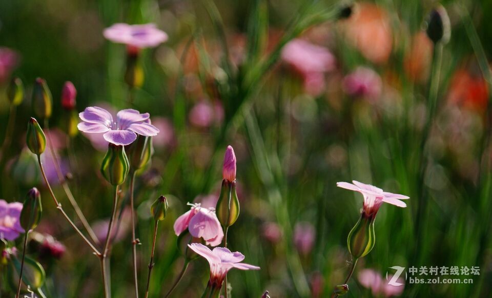 周末去西咸新区秦汉新城周陵镇新庄看花海