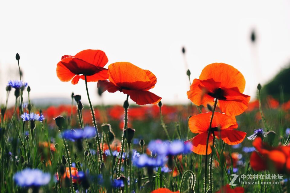 周末去西咸新区秦汉新城周陵镇新庄看花海