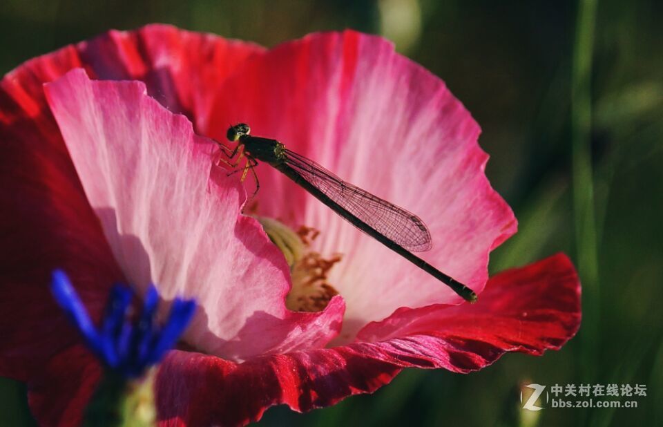 周末去西咸新区秦汉新城周陵镇新庄看花海