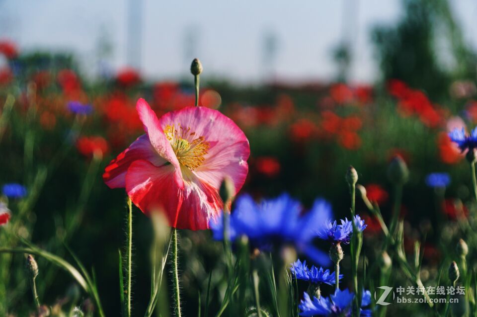 周末去西咸新区秦汉新城周陵镇新庄看花海
