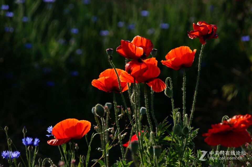 周末去西咸新区秦汉新城周陵镇新庄看花海