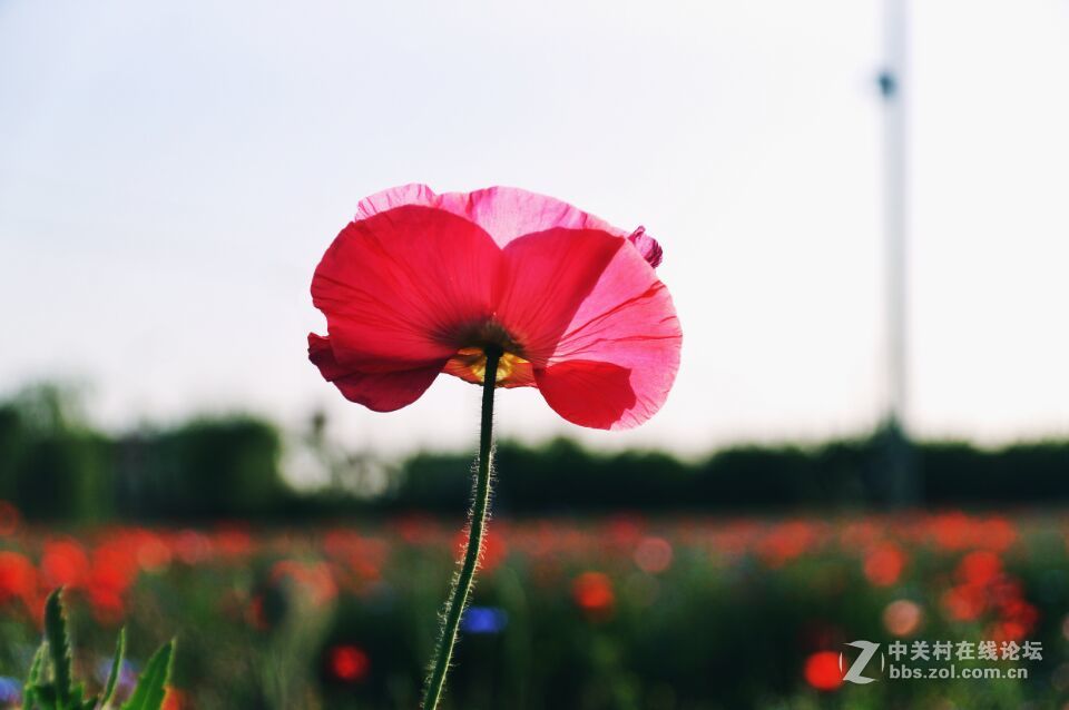 周末去西咸新区秦汉新城周陵镇新庄看花海