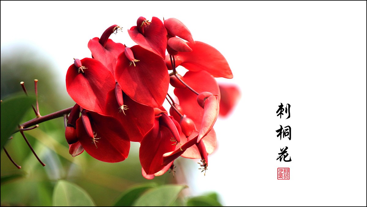 剌桐花-中关村在线摄影论坛