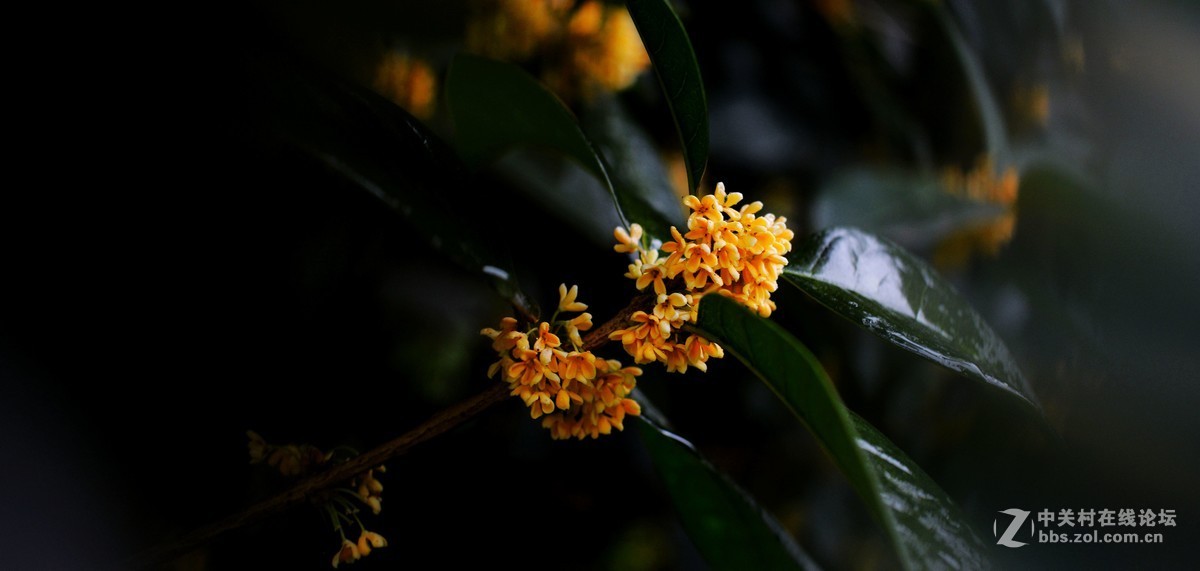 秋雨绵绵，桂花鲜艳。《一》