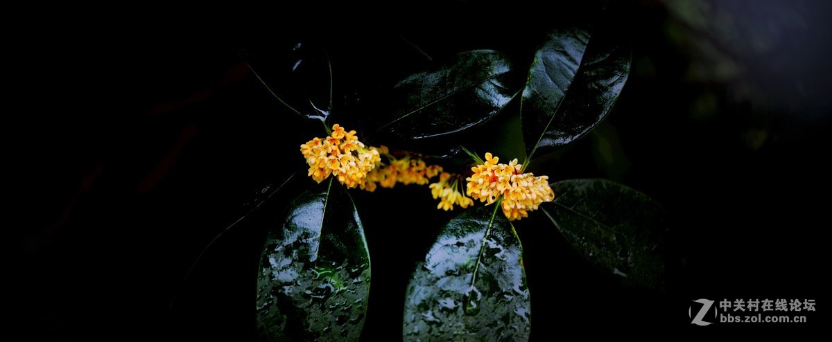 秋雨绵绵，桂花鲜艳。《一》