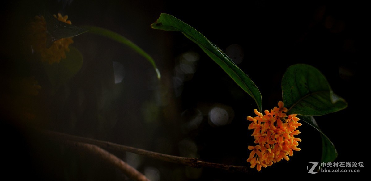 秋雨绵绵，桂花鲜艳。《一》