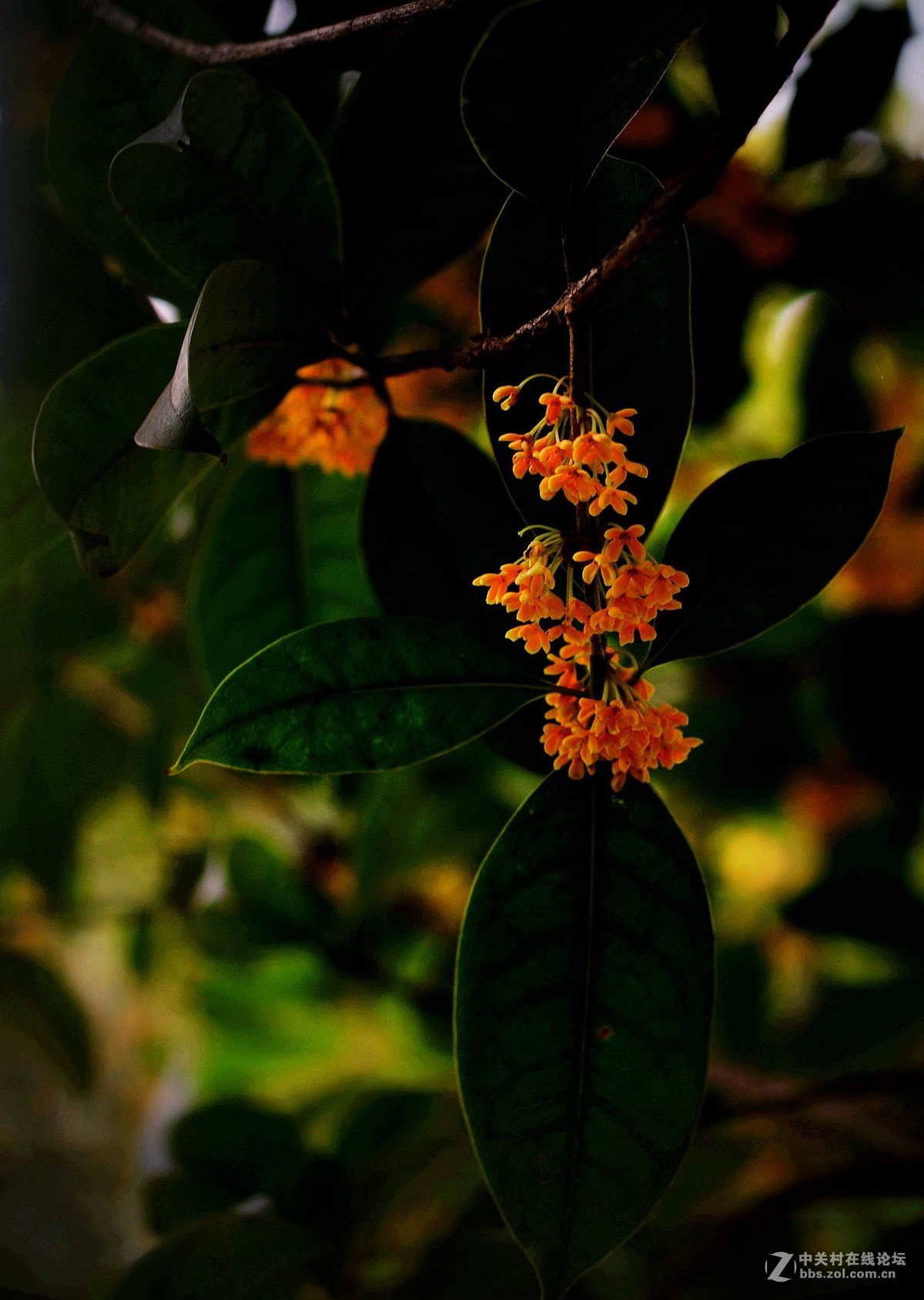秋雨绵绵，桂花鲜艳。《一》