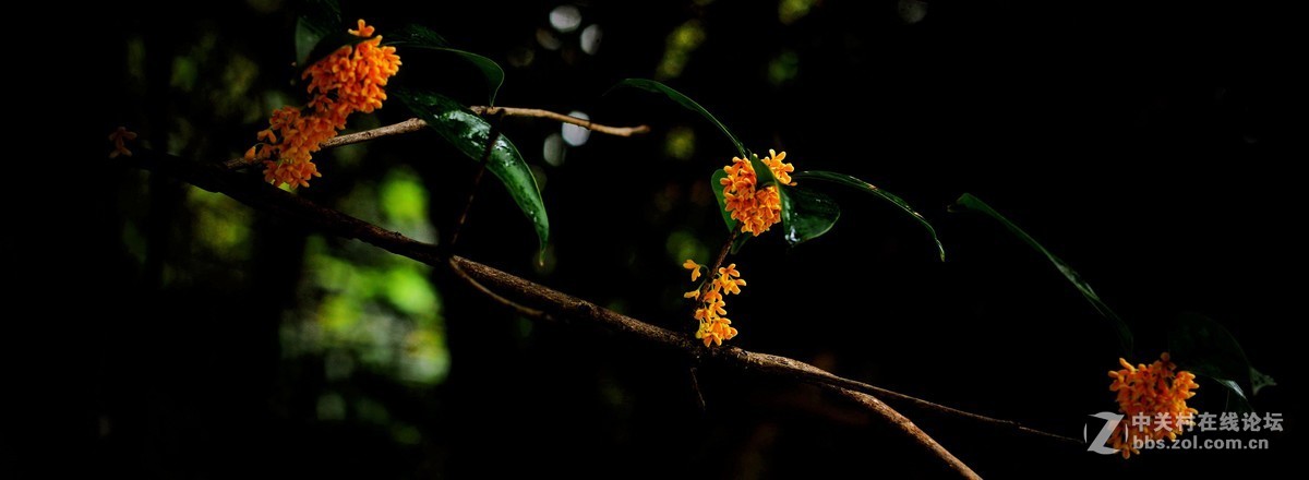 秋雨绵绵，桂花鲜艳。《一》