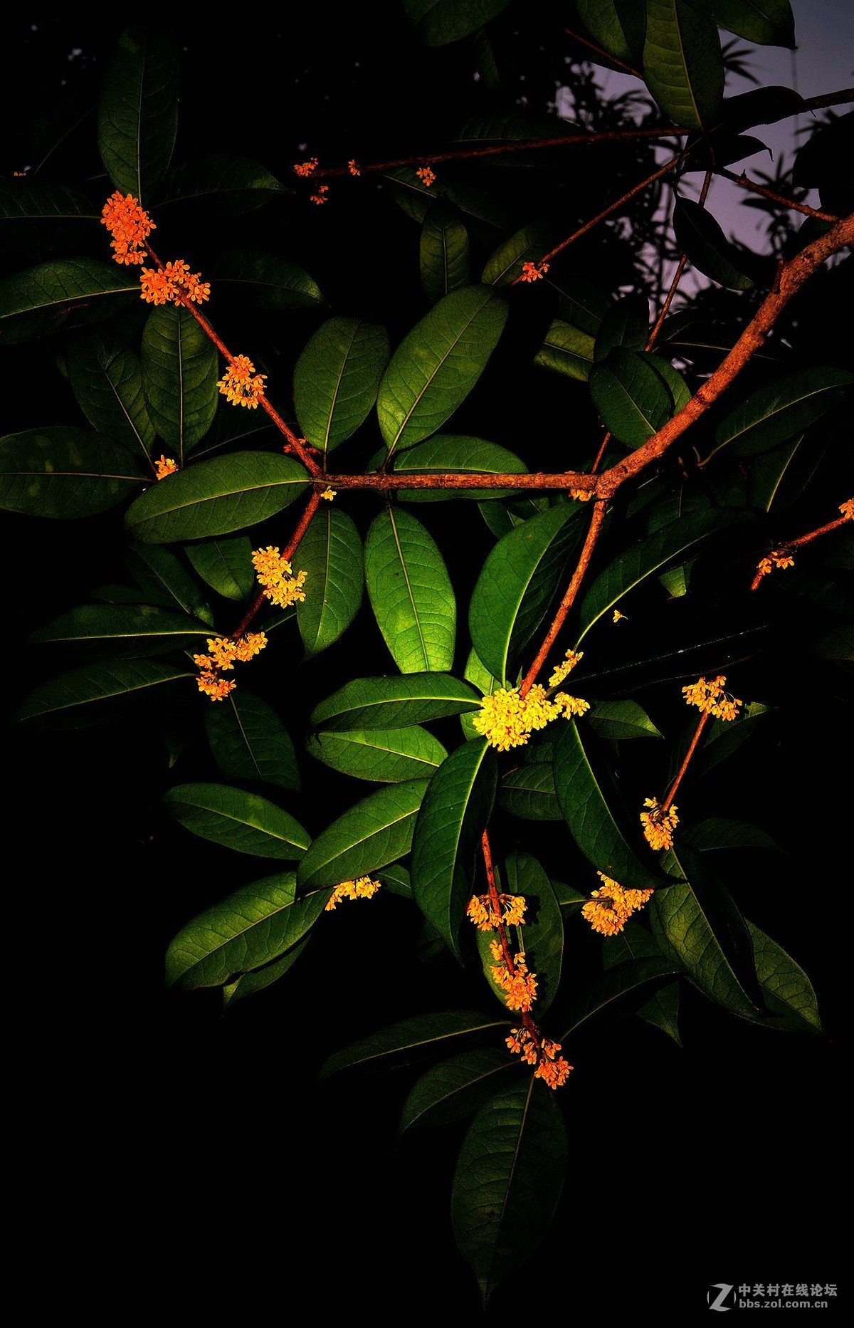 秋雨绵绵，桂花鲜艳。《一》