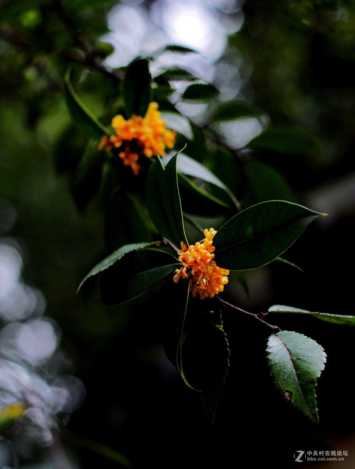 秋雨绵绵，桂花鲜艳。《一》