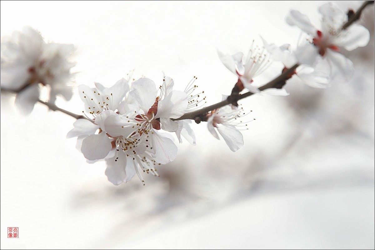 2018桃花（三）晶莹篇
