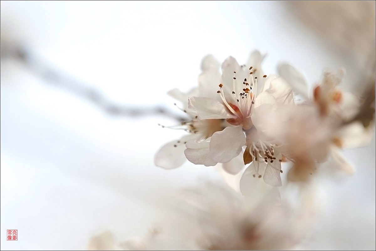 2018桃花（三）晶莹篇