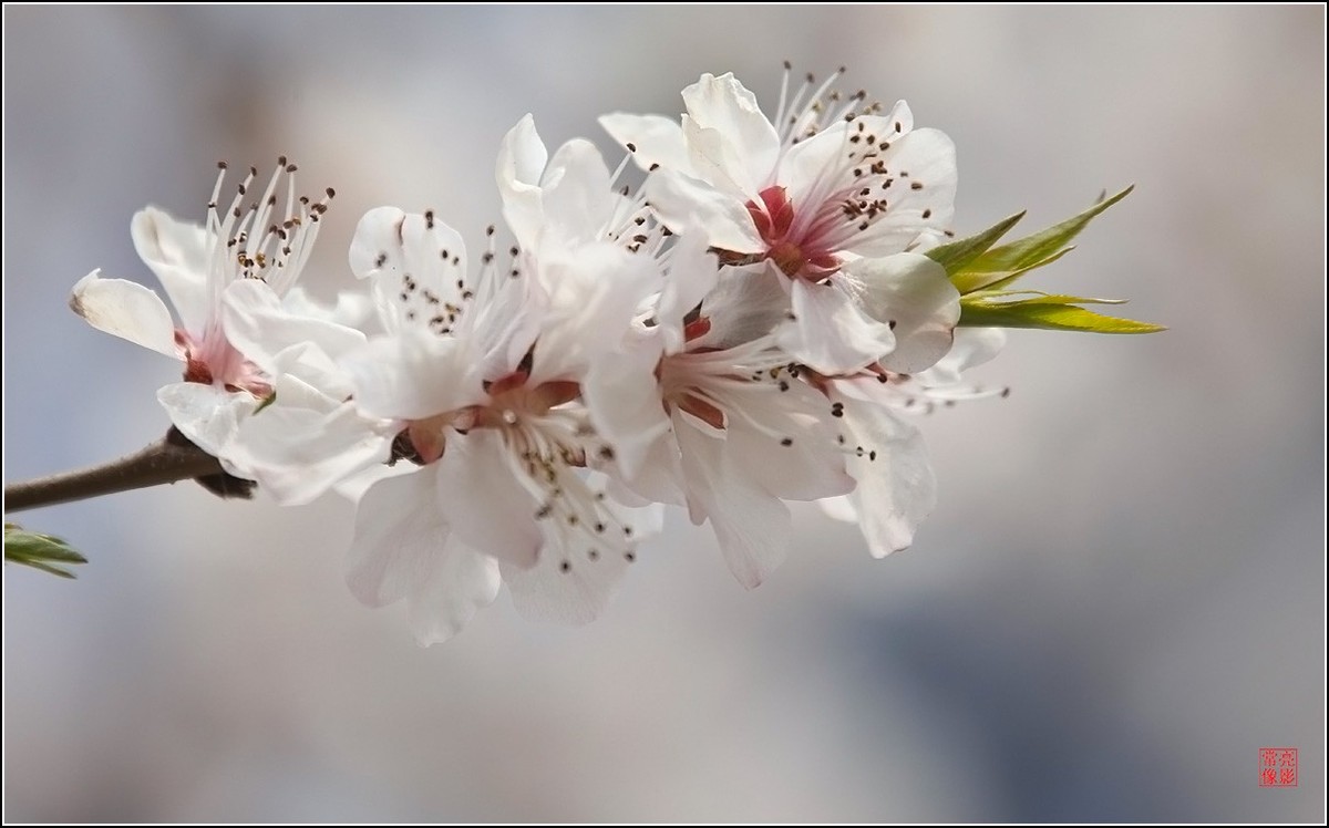 2018桃花（三）晶莹篇