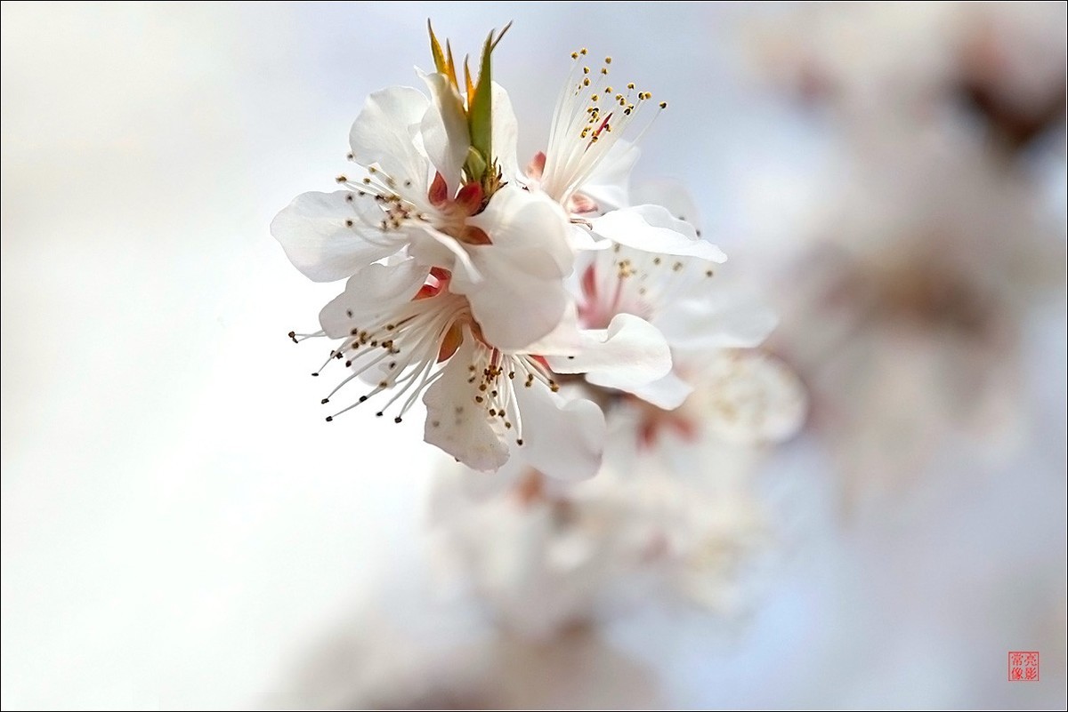 2018桃花（三）晶莹篇