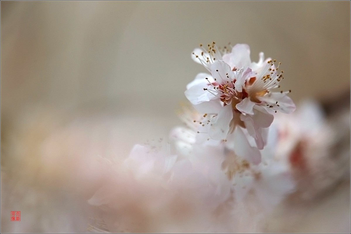 2018桃花（三）晶莹篇