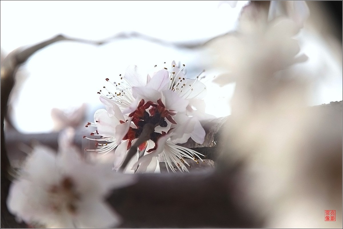 2018桃花（三）晶莹篇