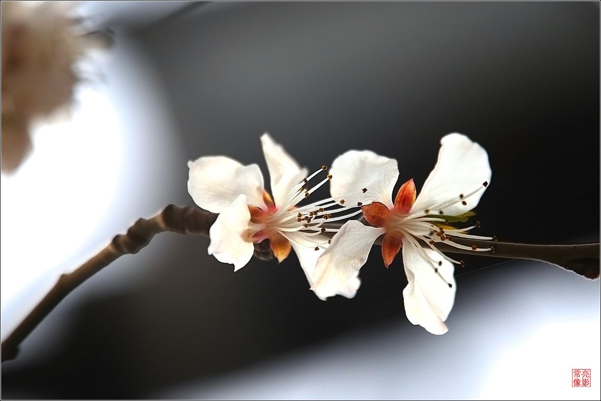 2018桃花（三）晶莹篇