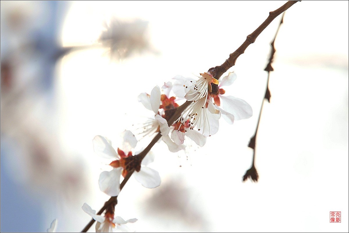 2018桃花（三）晶莹篇