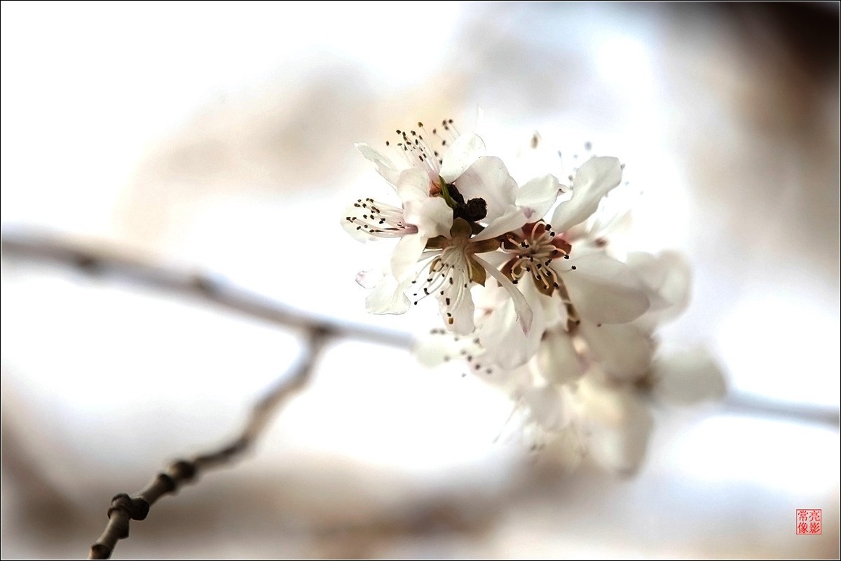 2018桃花（三）晶莹篇