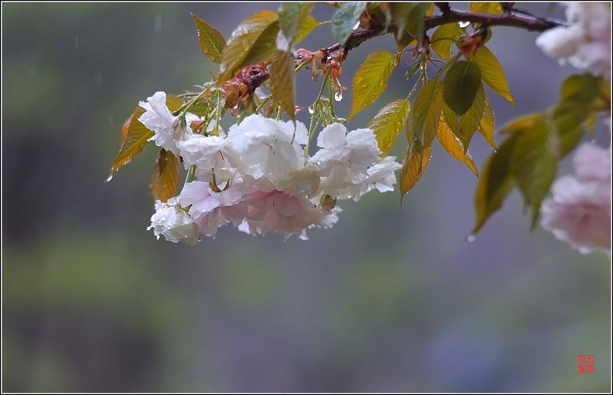 【雨打樱花】拍于成山公寓花园