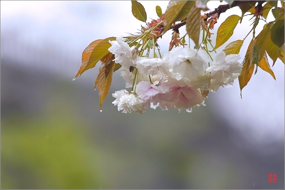【雨打樱花】拍于成山公寓花园