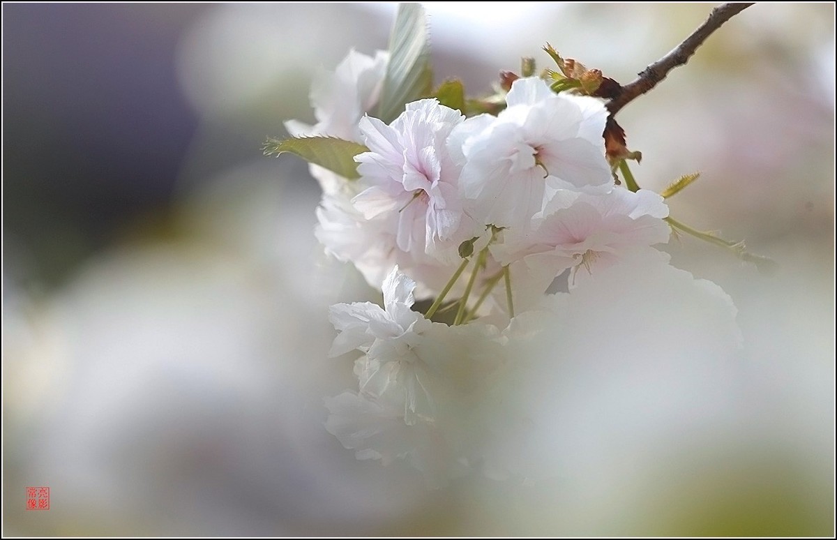 【雨打樱花】拍于成山公寓花园