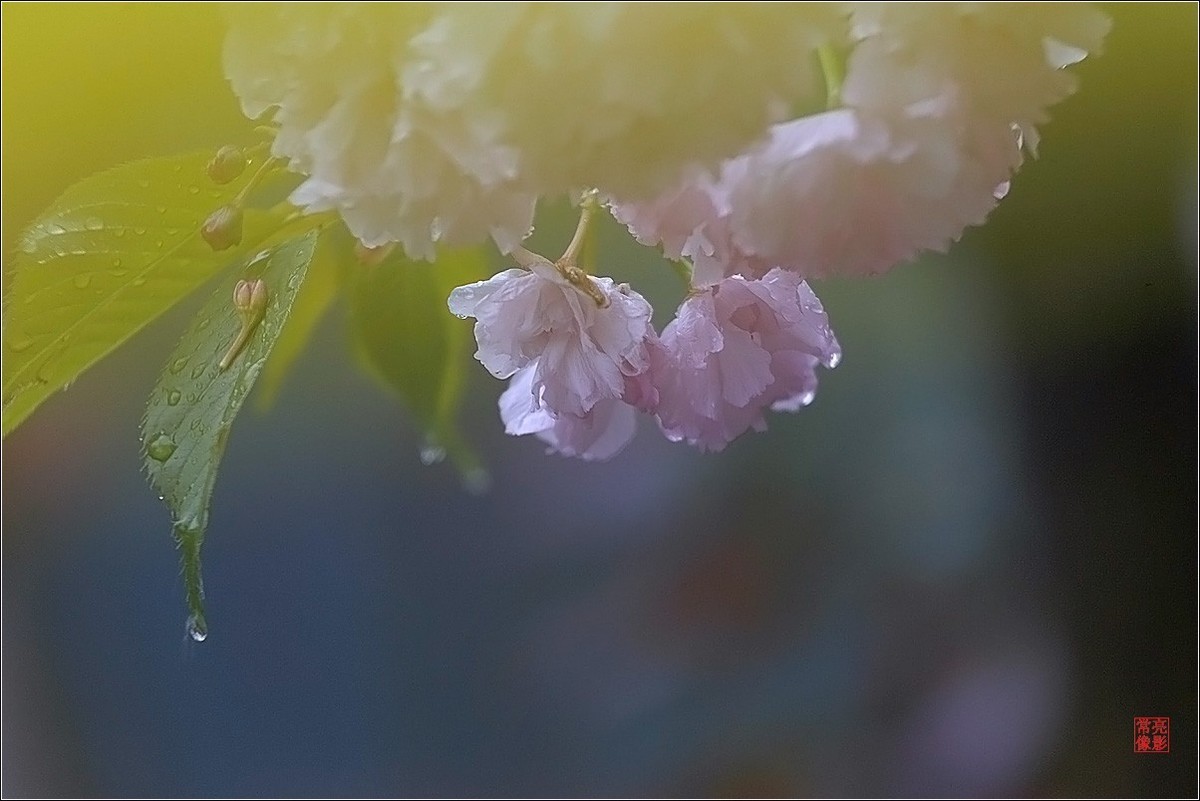 【雨打樱花】拍于成山公寓花园