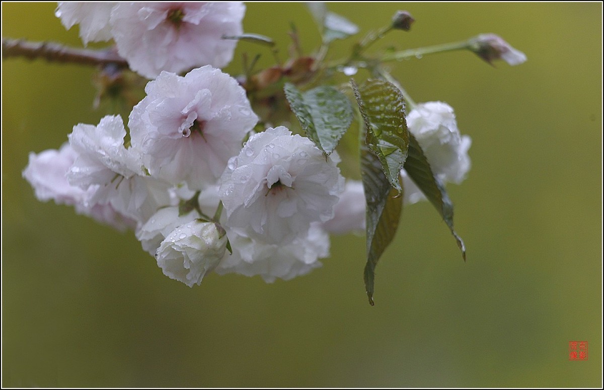 【雨打樱花】拍于成山公寓花园