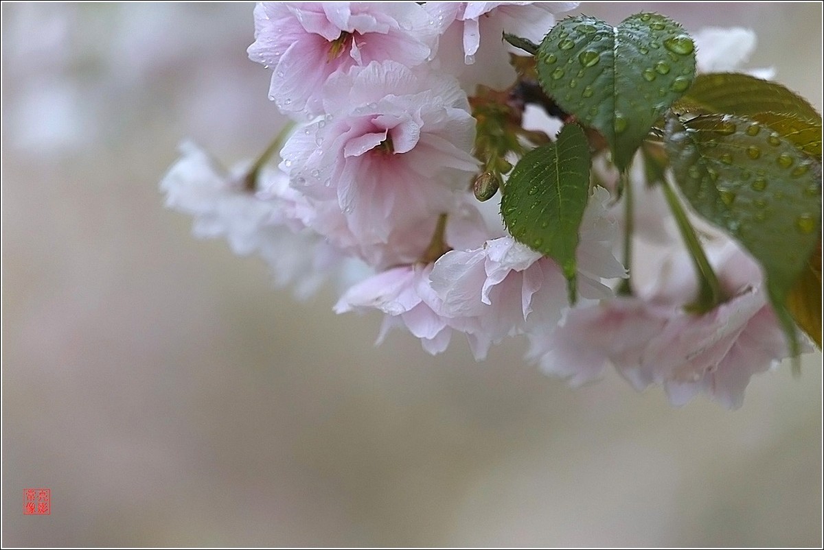 【雨打樱花】拍于成山公寓花园