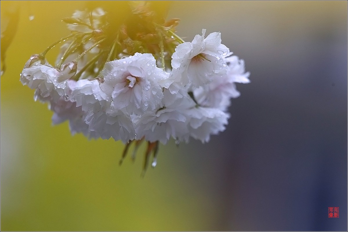 【雨打樱花】拍于成山公寓花园