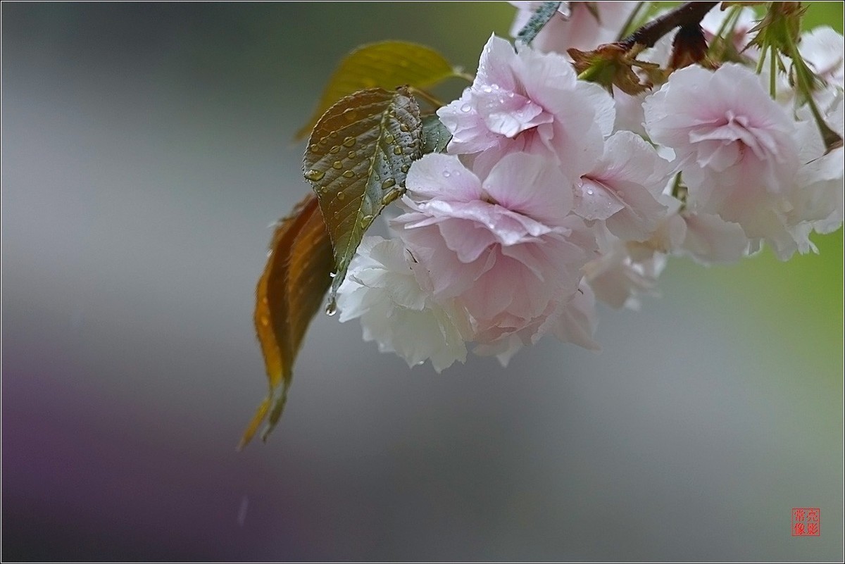 【雨打樱花】拍于成山公寓花园
