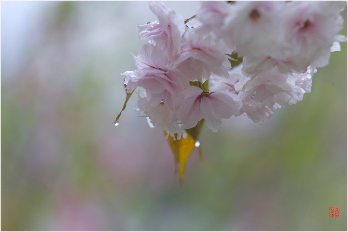 【雨打樱花】拍于成山公寓花园
