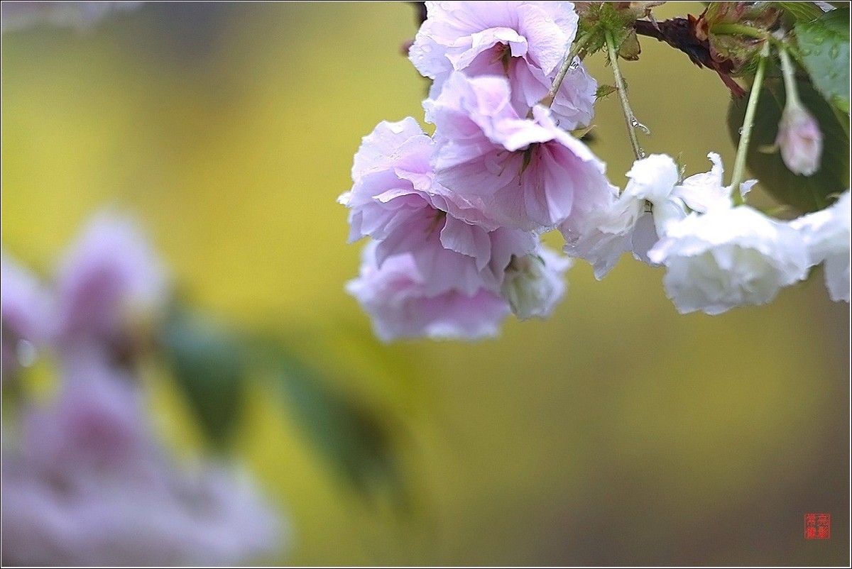 【雨打樱花】拍于成山公寓花园