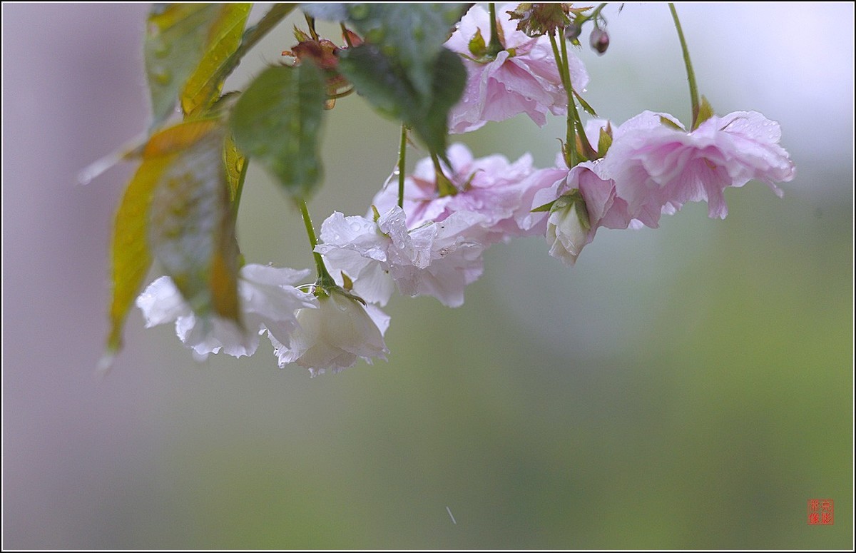 【雨打樱花】拍于成山公寓花园
