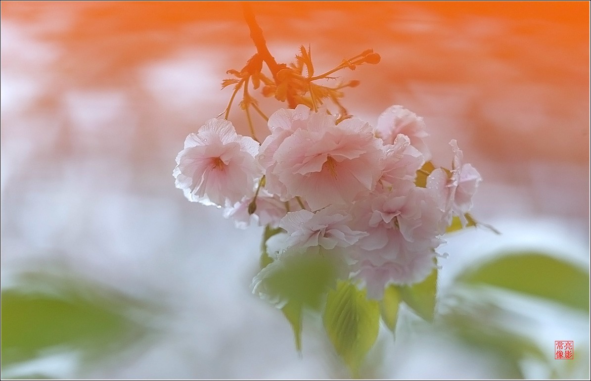 【雨打樱花】拍于成山公寓花园