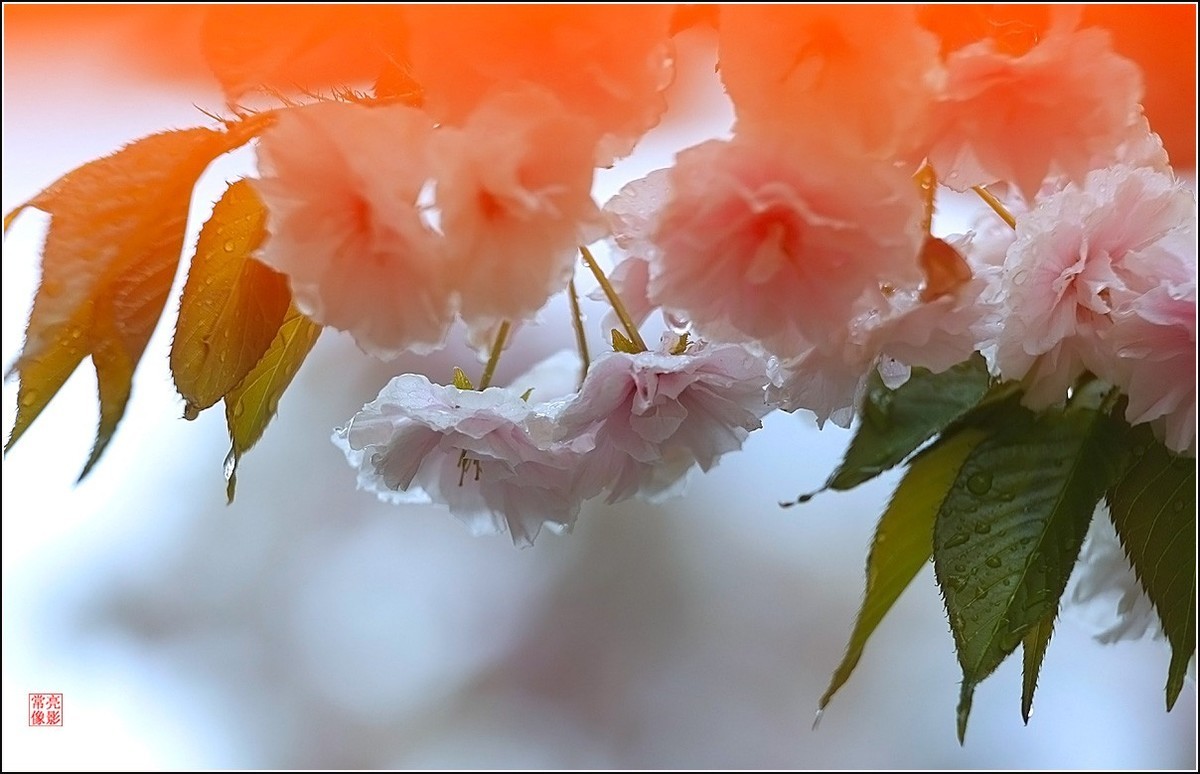 【雨打樱花】拍于成山公寓花园