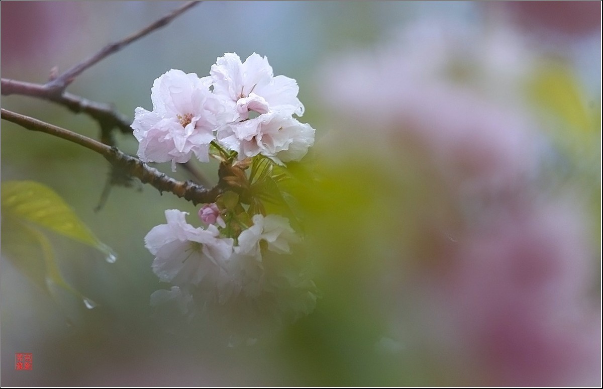 【雨打樱花】拍于成山公寓花园