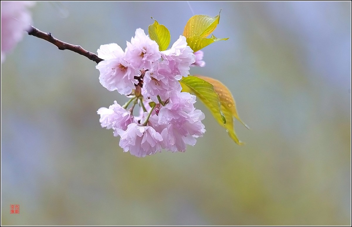 【雨打樱花】拍于成山公寓花园